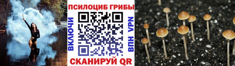 купить  цена  Раменское  Псилоцибиновые грибы мицелий 